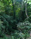 Aerating root - species of trees from mangrove forest