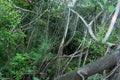 aerating root - species of trees from mangrove forest