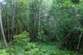 aerating root - species of trees from mangrove forest