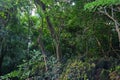 aerating root - species of trees from mangrove forest