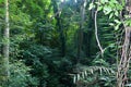 aerating root - species of trees from mangrove forest