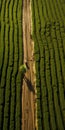 Aerial Abstractions: Capturing The Beauty Of A Dirt Road Through Green Tea Plants