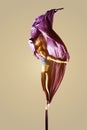 Aerial acrobatics acrobat girl isolated Royalty Free Stock Photo