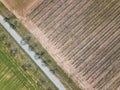 Aerial agricultural shot with a drone over a farmland with some tree in a rural countryside. Nature and food production.