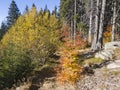 Aerial Autumn landscaape of Vitosha Mountain, Bulgaria Royalty Free Stock Photo