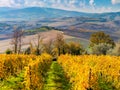 Aerial Autumn landscape - Golden Rows of Vineyard and beautiful