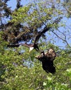 Aerial Battle between Bald and Golden Eagles at Alert Bay, BC