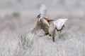 Aerial battle between two prairie chickens