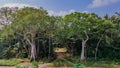 Aerial beautiful tropical forest panoramic landscape at the island Manadhoo the capital of Noonu atoll Royalty Free Stock Photo