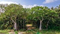 Aerial beautiful vibrant tropical jungle panoramic landscape at the island Manadhoo the capital of Noonu atoll