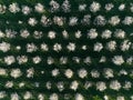 Aerial bird\'s eye view of plum trees in open field