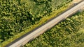 Aerial birds eye view over an empty country road between green forest Royalty Free Stock Photo