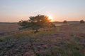 Aerial from blossoming moorlands at the Hoge Veluwe in the Netherlands at sunrise with fog Royalty Free Stock Photo