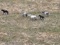 Aerial Cinematic slow motion shot of Drone Flying over a large herd of wild horses galloping fast across the steppe. Royalty Free Stock Photo