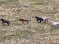Aerial Cinematic slow motion shot of Drone Flying over a large herd of wild horses galloping fast across the steppe. Royalty Free Stock Photo