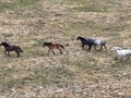 Aerial Cinematic slow motion shot of Drone Flying over a large herd of wild horses galloping fast across the steppe.