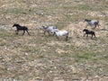 Aerial Cinematic slow motion shot of Drone Flying over a large herd of wild horses galloping fast across the steppe. Royalty Free Stock Photo