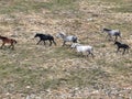 Aerial Cinematic slow motion shot of Drone Flying over a large herd of wild horses galloping fast across the steppe. Royalty Free Stock Photo