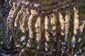 An aerial of clear-cut area after mineralizing the soil to prepare it for new young trees Royalty Free Stock Photo
