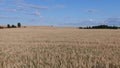 AERIAL CLOSE UP Flying close above vast yellow wheat field surrounded by dramatic mountains in idyllic Tuscany nature at