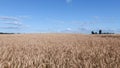 AERIAL CLOSE UP Flying close above vast yellow wheat field surrounded by dramatic mountains in idyllic Tuscany nature at