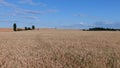 AERIAL CLOSE UP Flying close above vast yellow wheat field surrounded by dramatic mountains in idyllic Tuscany nature at