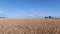 AERIAL CLOSE UP Flying close above vast yellow wheat field surrounded by dramatic mountains in idyllic Tuscany nature at