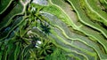 Aerial close up on green rice terraces and palm trees Royalty Free Stock Photo