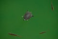 Aerial close up view of two turtles swimming along with fishes in the lake