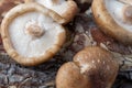 Aerial closeup of shiitake mushrooms on tree bark, selective focus,