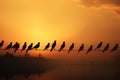 Aerial dance birds silhouette against the backdrop of the evening