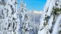 AERIAL: Dense snow covered coniferous forest leads up to the distant rocky ridge