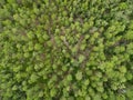 Aerial Detail of the New Jersey Pine Barrens