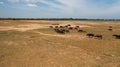 Buffaloes in the national park. Sri Lanka. Royalty Free Stock Photo