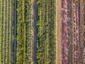 Aerial drone image of fields with diverse crop growth - polyculture and permaculture