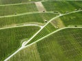 Aerial drone image of vineyard