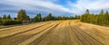 Aerial drone panorama just harvested small wheat field, crops have been recently gathered. Pine tree forest on right, red wooden