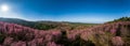 Aerial drone panorama of pink sakura cherry blossom, Phitsanulok and Loei Province, Thailand