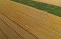 Aerial drone perspective view on divided wheat field on section, ripe wheat, cut field, meadow and yellow field