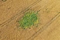 Aerial drone perspective view on overgrowth green weeds on yellow wheat field making big problem and financial lose for