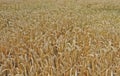 Aerial drone perspective view on yellow wheat field closeup Royalty Free Stock Photo
