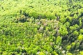 Aerial drone photo looking down on magical spring summer fores