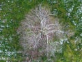 Aerial top down view of an old oak tree in winter, covered with white frost.