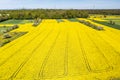 Aerial drone picture of rape field in spring in typical bright yellow color