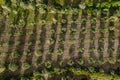 Aerial drone plane with olive trees agriculture farm