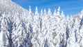 AERIAL: Drone point of view of pine treetops covered in fresh powder snow.