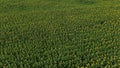 Aerial drone shot, flying over sunflower fields. Top view from drone. 4k