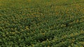 Aerial drone shot, flying over sunflower fields. Top view from drone. 4k