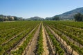 Aerial, drone shot of a grape bushes in a winery in Napa Valley, California Royalty Free Stock Photo