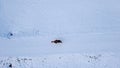 Aerial drone shot of lone female rider with horse in winter in snow Royalty Free Stock Photo